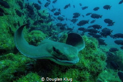 Gliding Over The Reef.  I caught this California Bat Ray ... by Douglas Klug 